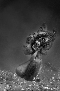 Nice B&W encounter in the muck by Raoul Caprez 